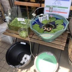 睡蓮鉢　メダカの画像