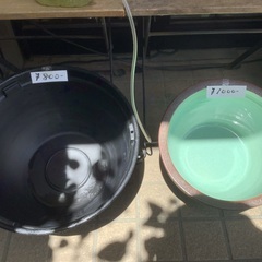 睡蓮鉢　メダカの画像