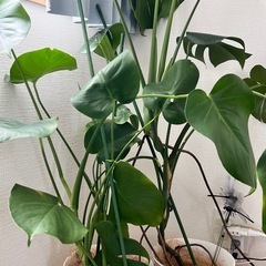 モンステラ　観葉植物の画像