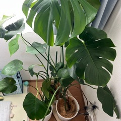 モンステラ　観葉植物の画像