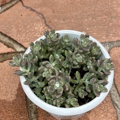 ◆多肉植物◆の画像