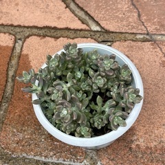 ◆多肉植物◆の画像