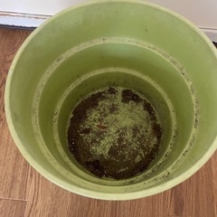 差し上げます【大きめ鉢】の画像