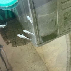 メダカ　鉄仮面フルボディの画像