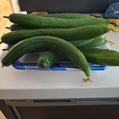 決まりました  きゅうりの画像