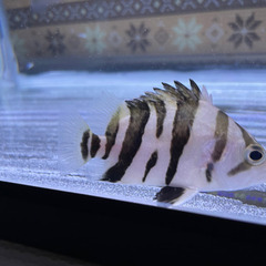 太ダトニオ&チビダト 2匹セットの画像