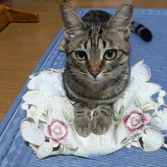 避妊手術済♡里親さん募集♡1歳位の姉妹です。