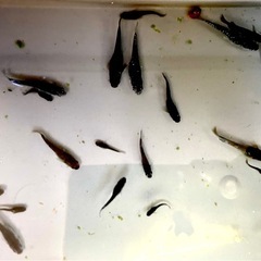 フロマージュ/黒タイプ（クロマージュ）　メダカの画像