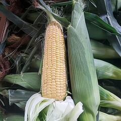 朝採りスイートコーン🌽大【3Lサイズ】の画像