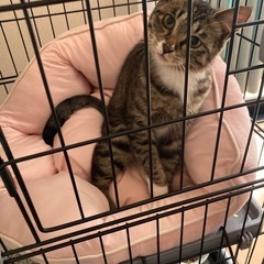 野良猫の里親募集します。 - 前橋市