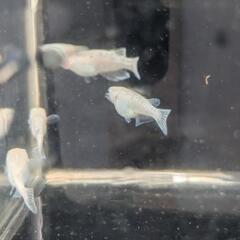 サバンナさん　スノーホワイトメダカの卵プレゼントの画像