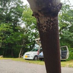 keiワークス TA-HN22S フロントエキゾーストパイプ 　14190-83G00　 252069の画像