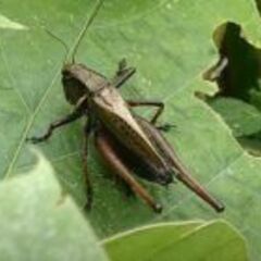 夏休み親子自然観察会　大町自然公園を訪ねてみよう！