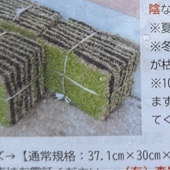 【22日まで】　姫高麗芝 芝生　25枚　37.1✕30の画像