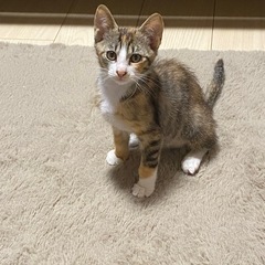 三毛猫&サビ猫姉妹