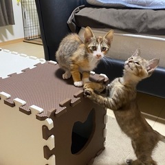 三毛猫&サビ猫姉妹 - 堺市