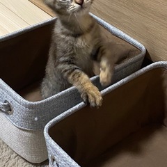 三毛猫&サビ猫姉妹 − 大阪府