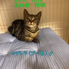 キジトラ♂去勢、ワクチン済み
