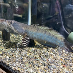 チャンナプルクラです。の画像