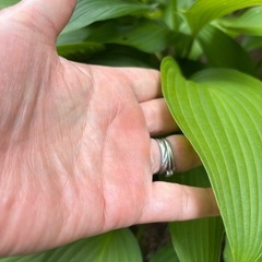 ホスタ　ぎぼうし　抜き苗の画像