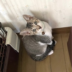 甘えん坊の可愛い男の子です❤️
