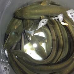 ㉒o(^o^)o夏だ！鰻釣りだ　鰻釣り　　ラインオープンチ…