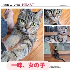 元繁殖猫ちゃん