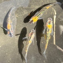 現物出品　　天界の画像