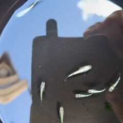 メダカ　【レッグウザ】　幼魚   10匹     2500円の画像