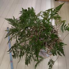 トキワシノブ信楽焼鉢付の画像