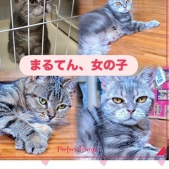 シニアの方大歓迎！アメリカンショートヘア