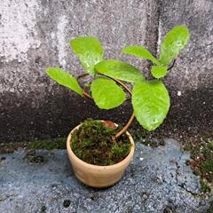 ドングリ🌱豆盆栽の画像