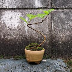 ドングリ🌱豆盆栽の画像