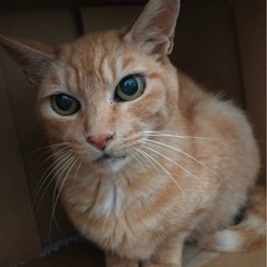 子猫がいなくなって元気がないチャママ
