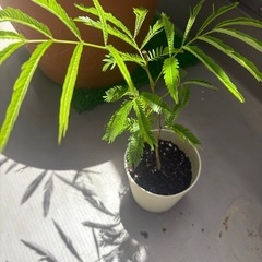 観葉植物 エバーフレッシュ 抜き苗（土付き） の画像