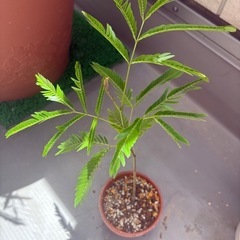 観葉植物 エバーフレッシュ 抜き苗（土付き） の画像