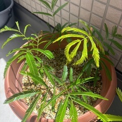 観葉植物 エバーフレッシュ 抜き苗（土付き） の画像