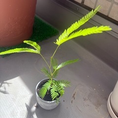 観葉植物 エバーフレッシュ 抜き苗（土付き） の画像