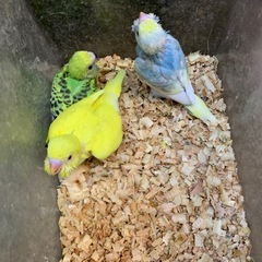 セキセキインコベビー　3,800円でいかがですか