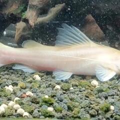 レア魚！ゴールデンミスタスキャット！±18cm他にも多数出品中！（90cm水槽　120cm水槽向け　検ゼブラキャット）の画像