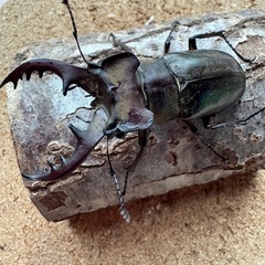 三重県産大型ミヤマクワガタ61.0㎜ペア
の画像