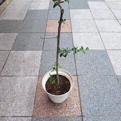 オリーブ　苗の画像