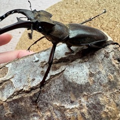 三重県産大型ミヤマクワガタ61.9㎜ペアの画像