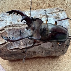 三重県産大型ミヤマクワガタ61.9㎜ペアの画像