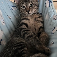 とってもイケニャンなモネくん