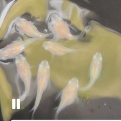 めだか　
ゆきだるまの画像