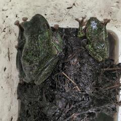 天然採取個体。モリアオガエル、マタラ模様、雄、雌の２匹セット。の画像