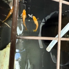 東天光 5匹300円の画像