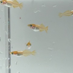 東天光 5匹300円の画像