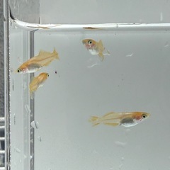 東天光 5匹300円の画像
